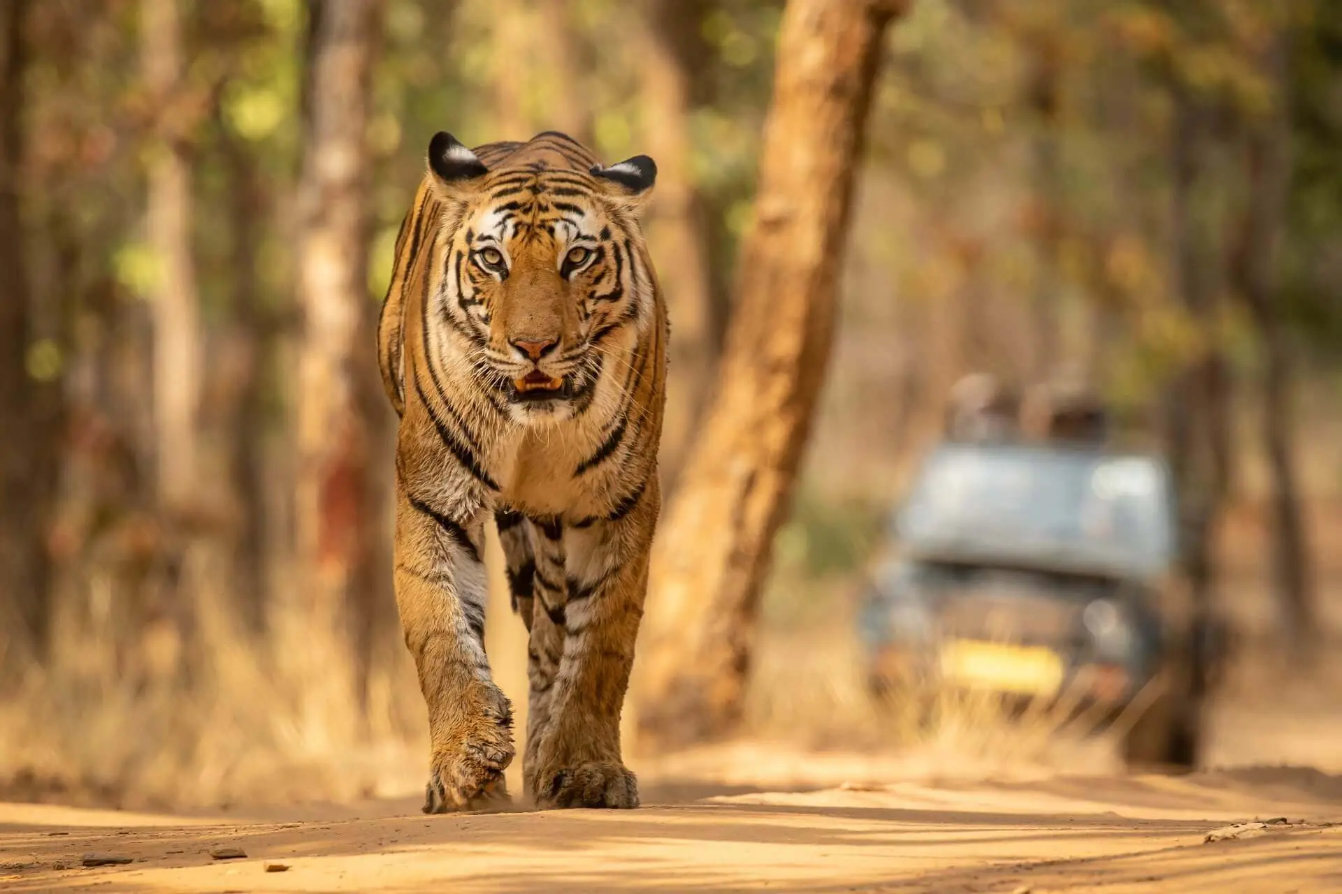 Wildlife Tours